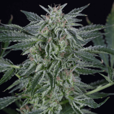 Silent Seeds Critical Jack Auto feminisiert