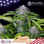 Buddha Tangie Auto feminisiert