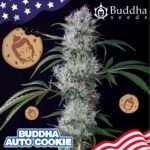 Buddha Cookie Auto feminisiert