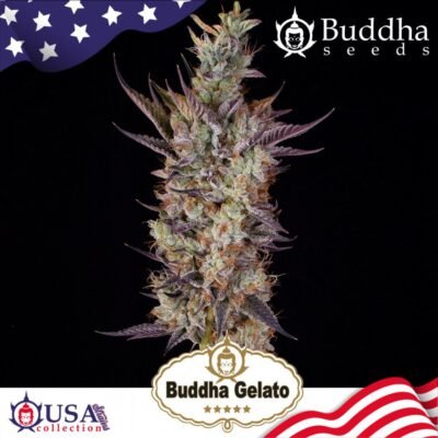 Buddha Gelato feminisiert