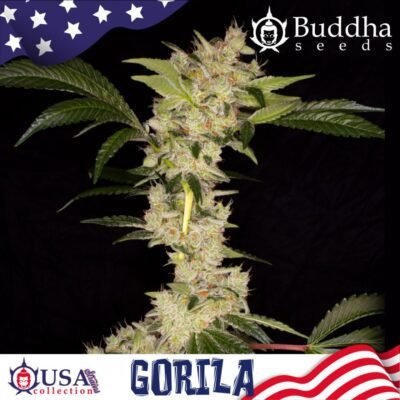 Buddha Seeds Gorila feminisiert