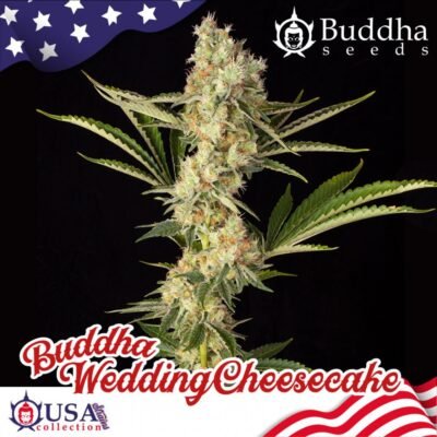 Buddha Wedding Cheesecake feminisiert