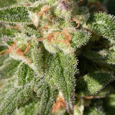 Serious Seeds Warlock CBD feminisiert