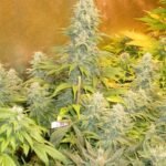 Serious Seeds Double Dutch feminisiert