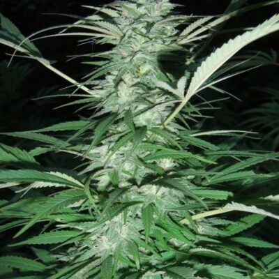 Serious Seeds Serious 6 feminisiert