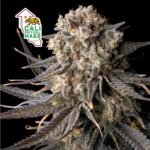 Seedsman Cali Critical Mass feminisiert