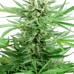 Sensi Seeds Papi Chulo OG feminisiert