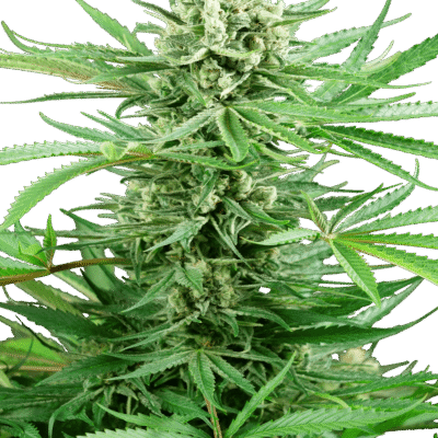 Sensi Seeds Papi Chulo OG feminisiert