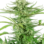 Sensi Seeds Cashew Kush feminisiert