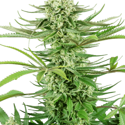 Sensi Seeds Cashew Kush feminisiert
