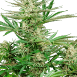 Sensi Seeds Malibu OG Gold feminisiert