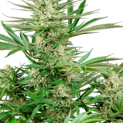 Sensi Seeds Malibu OG Gold feminisiert