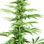 Sensi Seeds Honey Melon Haze feminisiert