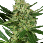Sensi Seeds Pumpkin Spice feminisiert