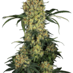 Sensi Seeds Aloha OG feminisiert