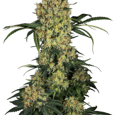 Sensi Seeds Aloha OG feminisiert