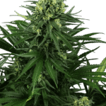 Sensi Seeds Honey Melon Kush feminisiert