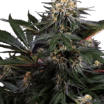 Sensi Seeds Lockdown Kush feminisiert