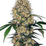 Sensi Seeds Sensi Amnesia XXL Auto feminisiert