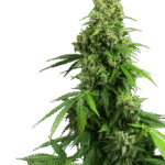 Sensi Seeds Honey Melon Kush Auto feminisiert