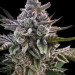 Silent Seeds Acai Jelly feminisiert