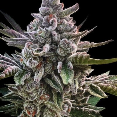Silent Seeds Acai Jelly feminisiert