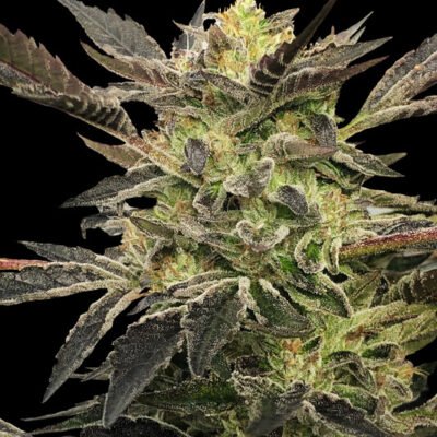 Silent Seeds Pink Sunset Auto feminisiert