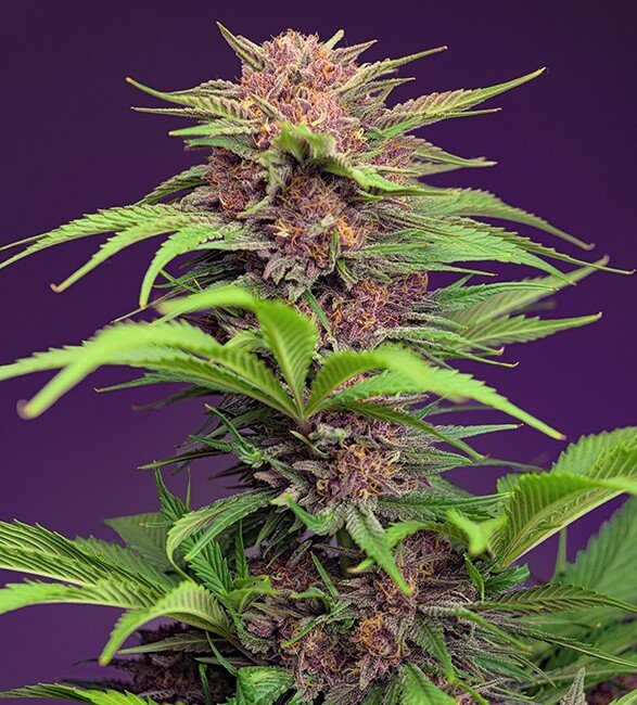Sweet Seeds Red Mimosa XL Auto feminisiert