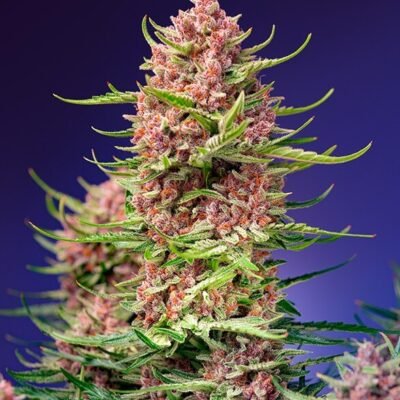 Sweet Seeds Strawberry Cola Sherbet F1 Fast Version feminisiert