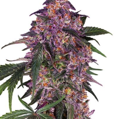 Sensi Seeds Sensi Purple Kush feminisiert