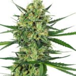 Sensi Seeds Tangerine Sugar feminisiert