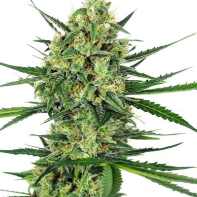 Sensi Seeds Tangerine Sugar feminisiert