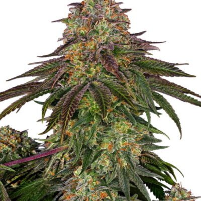 Sensi Seeds Sweet Cherry Kush feminisiert