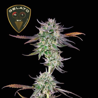 Seedsman Gelato 41 BX feminisiert
