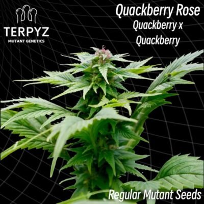 TerpyZ Mutant Genetics Quackberry Rose regulär