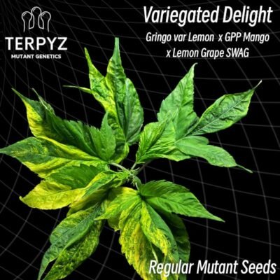 TerpyZ Mutant Genetics Variegated Delight regulär