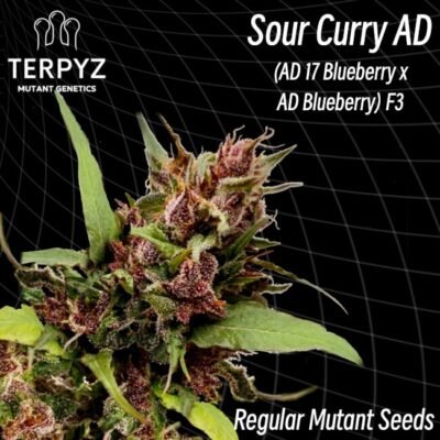 TerpyZ Mutant Genetics Sour Curry AD regulär