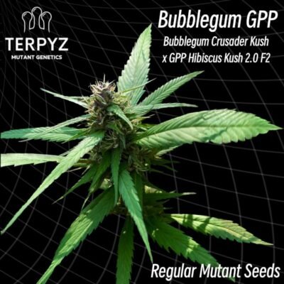 TerpyZ Mutant Genetics Bubblegum GPP regulär