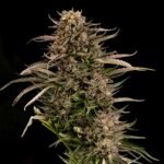 Seedsman Fatso GMO F1 Auto feminisiert