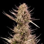 Seedsman Garlic Muffin F1 Auto feminisiert
