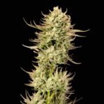 Seedsman Gorilla Jealousy F1 feminisiert