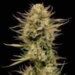 Seedsman Cherry Punch F1 feminisiert