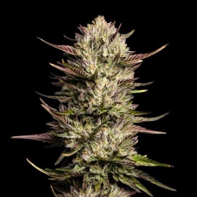 Seedsman Purple Oreoz F1 feminisiert