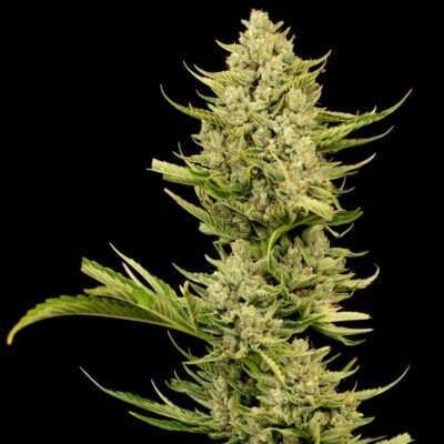 Seedsman Tangerine Snow F1 Fast feminisiert