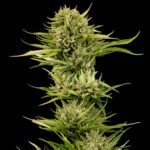 Seedsman Blueberry Pie F1 Fast feminisiert
