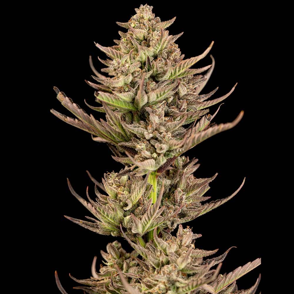 Seedsman Purple Punch F1 Fast feminisiert