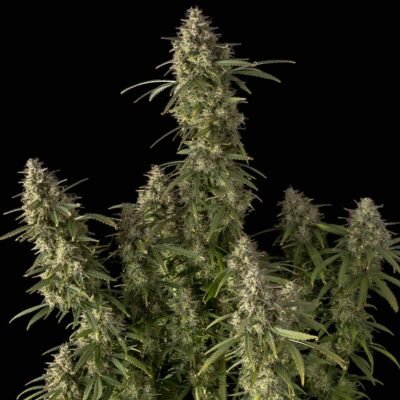Seedsman Pineapple OG Auto feminisiert