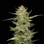Seedsman Sour Diesel Auto feminisiert