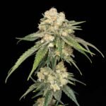 Seedsman Ice Dream Cake feminisiert