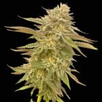 Seedsman Pineapple OG feminisiert